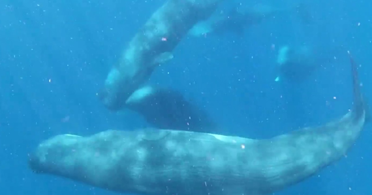 Harvard researchers study how to communicate with whales