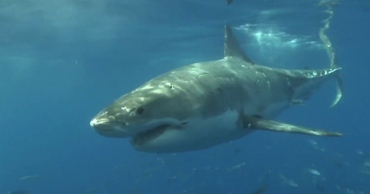Beachgoers on high alert as shark sightings rise on East Coast