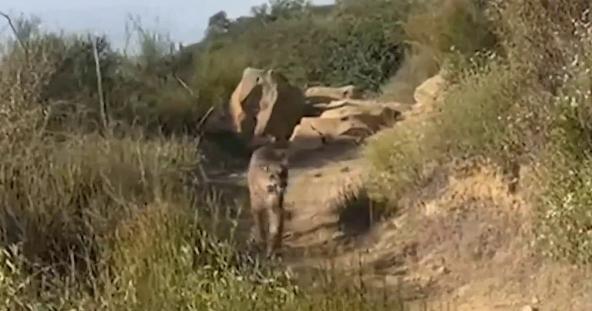 Video shows California hiker face to face - 1752282579354 Now Topstory California Mountain Lion 250711 1920x1080 Ne0vt5