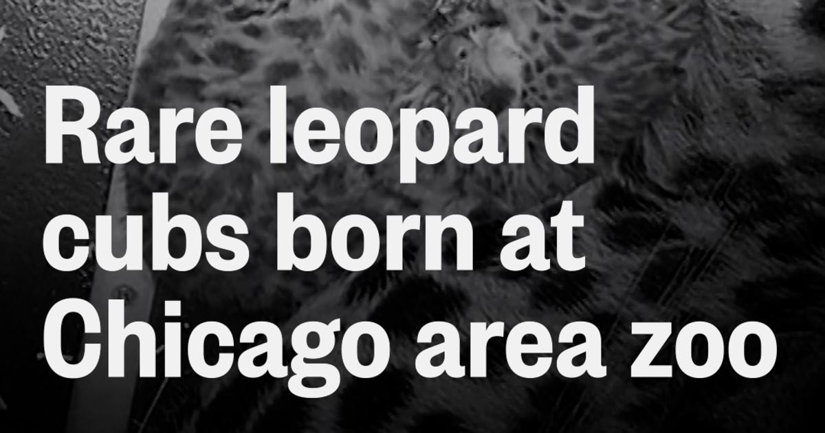 Rare leopard cubs born at Chicago area zoo
