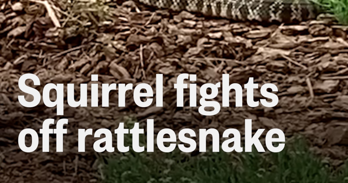 Squirrel fights off rattlesnake