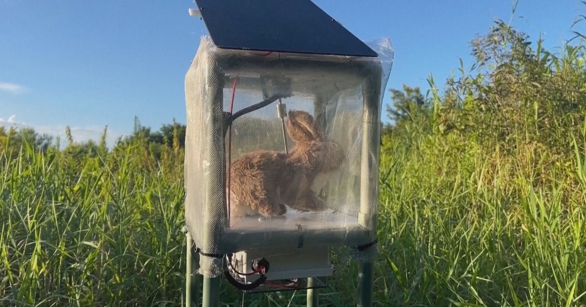 Robotic rabbits combat Florida's invasive pythons