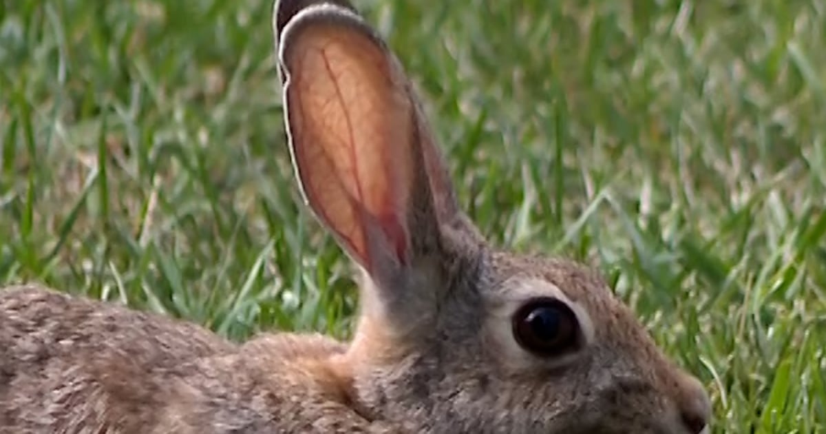Virus Causes Tentacle Growths on Rabbits in Colorado, Midwest