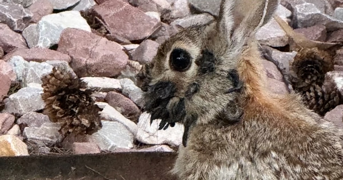 Rabbits with ‘tentacles’ spotted in Colorado