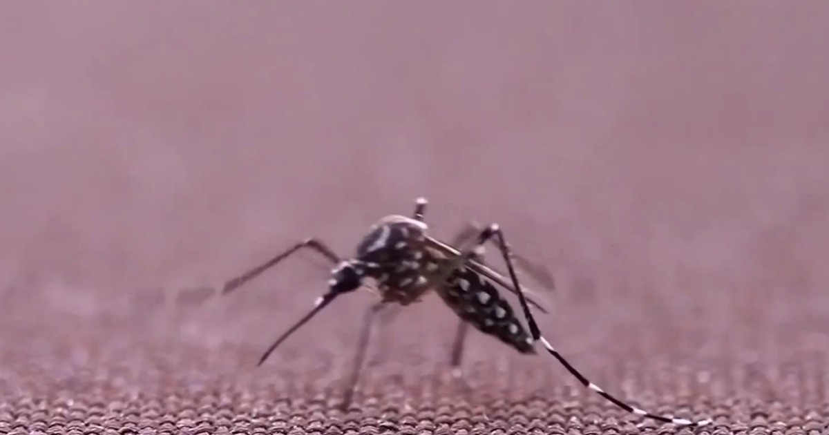 China fights spread of mosquito-borne chikungunya virus