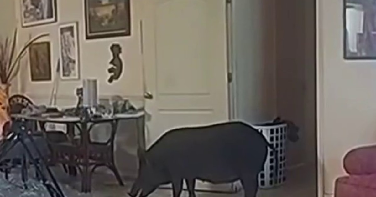 Bodycam video shows wild boar in Florida home