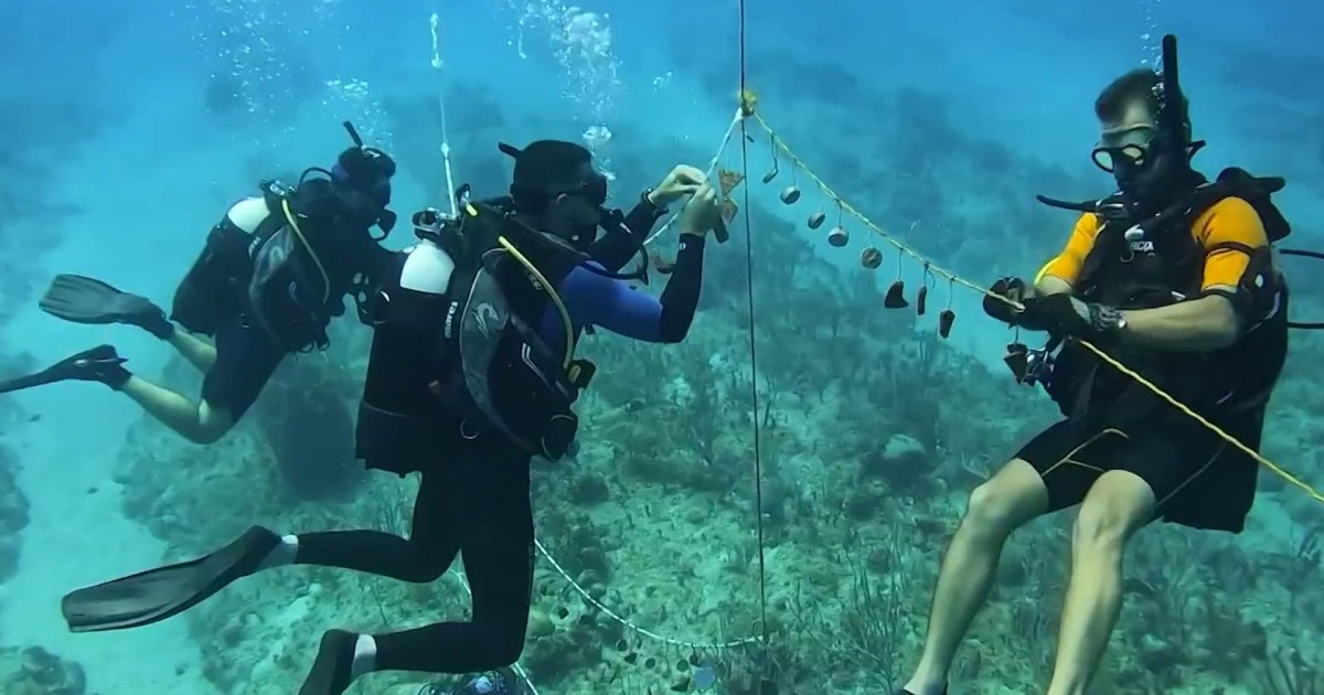 IVF for Corals: Boosting Reef Restoration & Reproduction