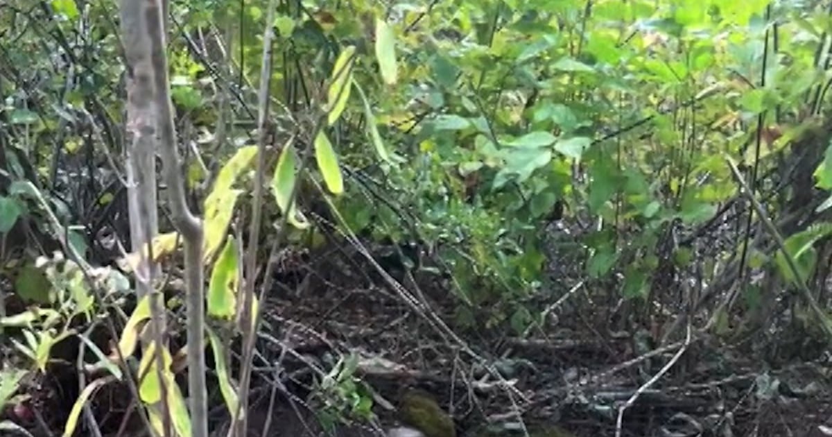 Rescuers save a moose trapped in an open Maine properly
