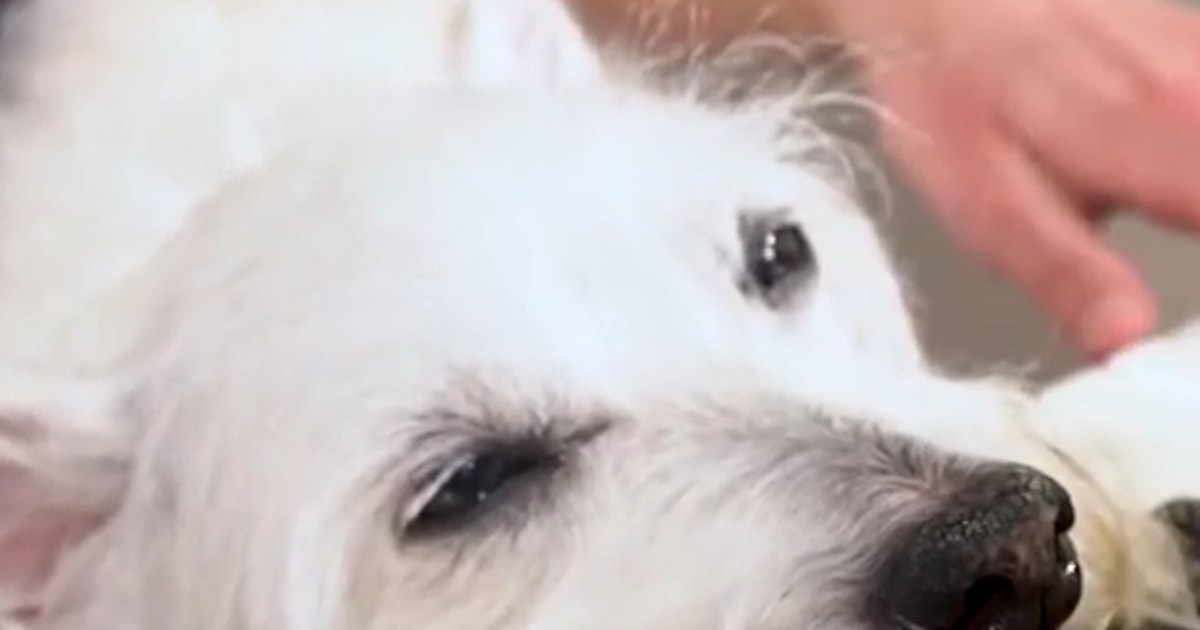 Bradford the dog’s love for piano music goes viral