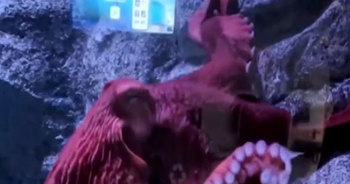 Beloved Large Pacific octopus enters her remaining days