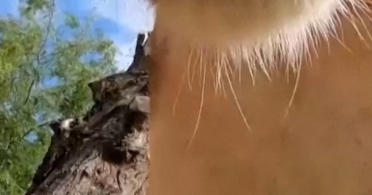 Curious lion toys with Oregon Zoo’s hidden camera