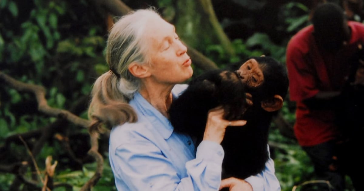 Remembering Jane Goodall: Renowned chimpanzee researcher dead at 91