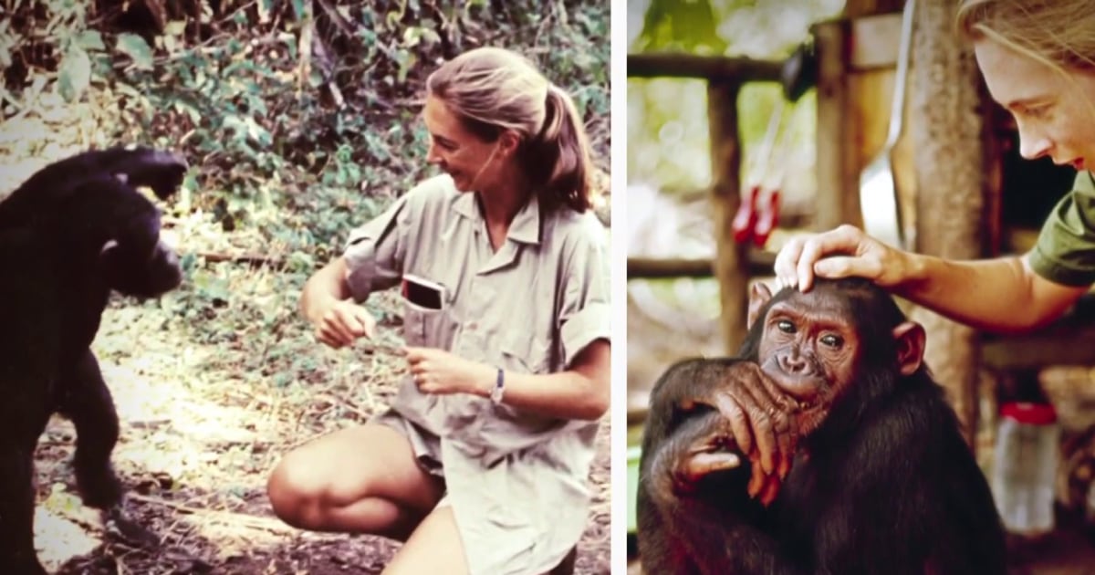 Renowned primatologist Jane Goodall dies at 91