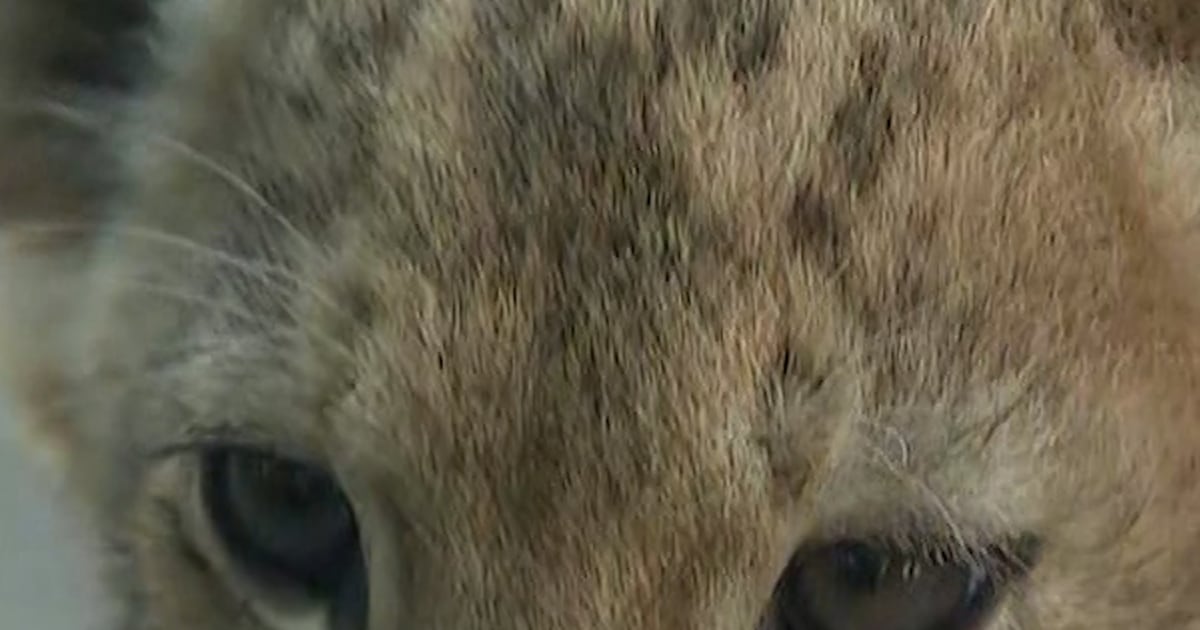 Lion cubs make their public debut at the Denver Zoo Lion cubs make their public debut at the Denver Zoo