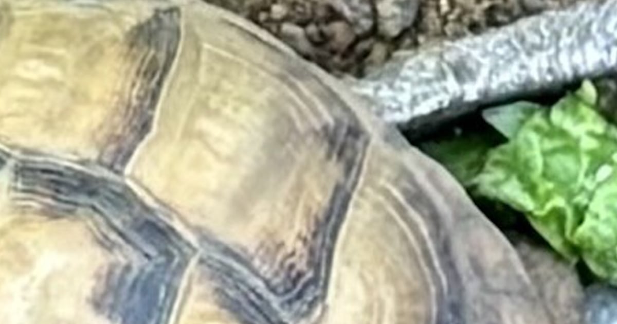 Rare tortoises found safe after being stolen in Indiana