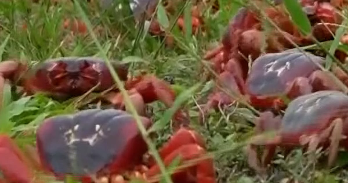 Over 100 Million Red Crabs Begin Annual Migration on Christmas Island