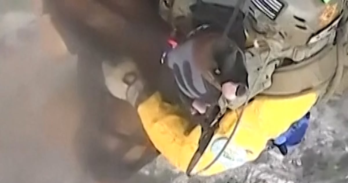 Dog airlifted to safety after injury on hiking trail