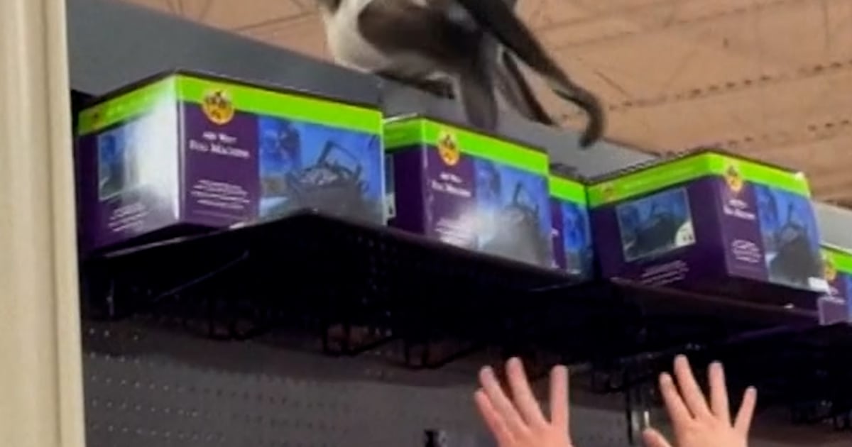 Pet monkey escapes its owner in Texas Halloween store