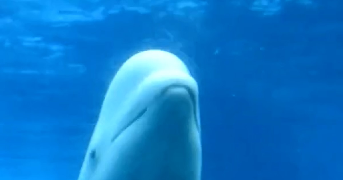 MarineLand’s whales going through euthanasia with out funding