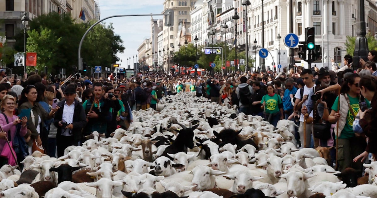 Sheep take over Madrid’s streets throughout annual pageant