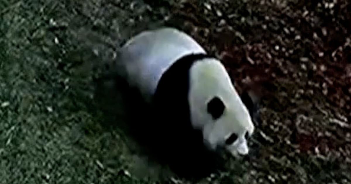 Smithsonian panda cams go dark amid government shutdown