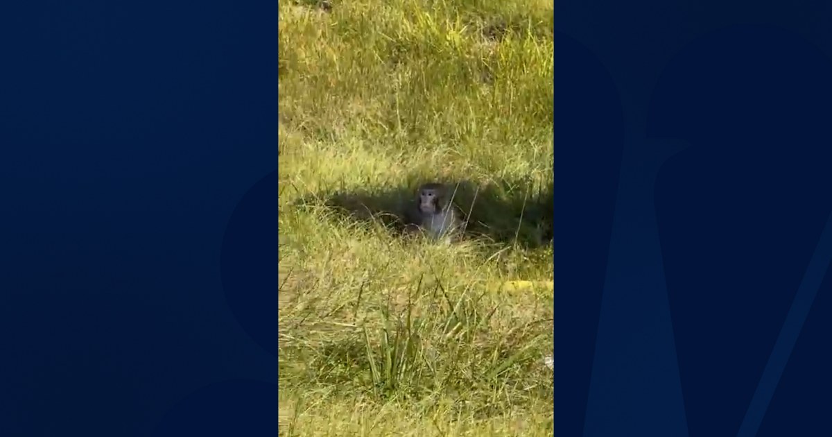 Truck transporting monkeys crashes in Mississippi