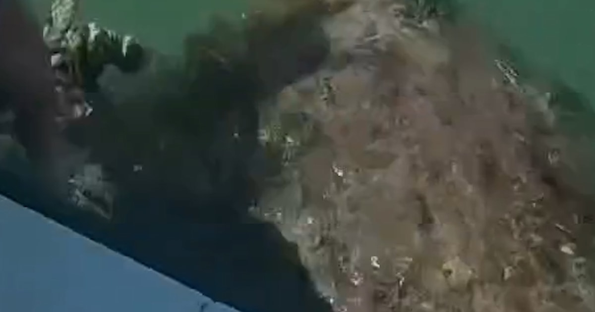 Florida deputies rescue sea turtle from tangled internet