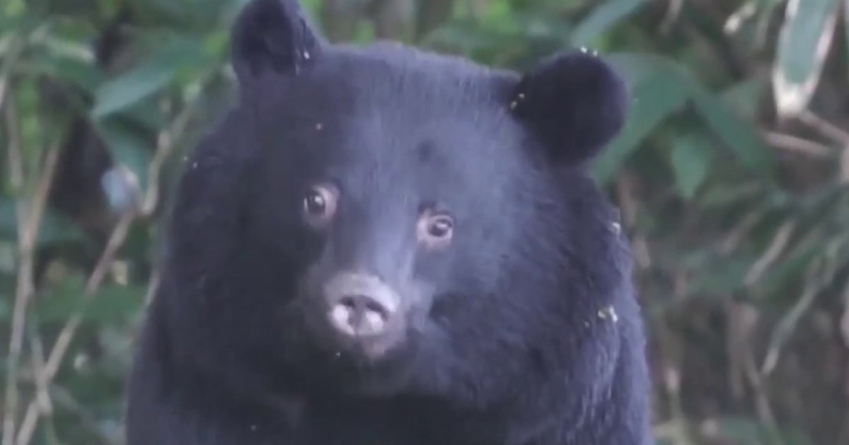 U.S. issues travel warning for Japan as country deals with spike in bear attacks