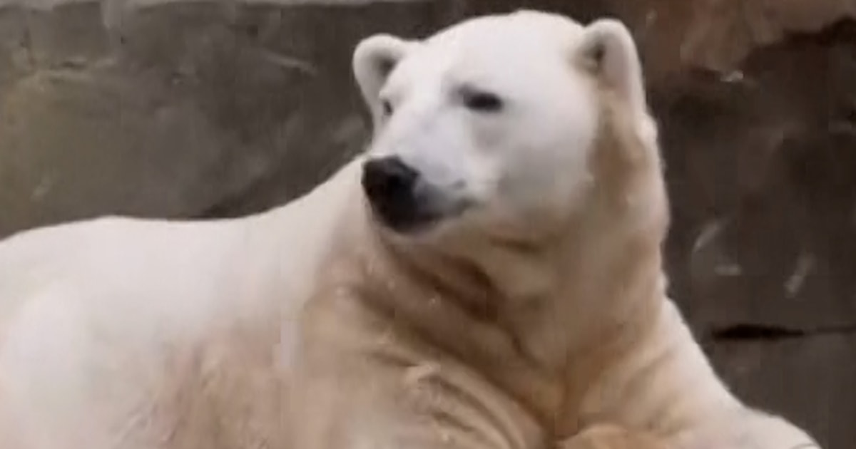 Animals In Brookfield Zoo Enjoy The Season's First Snow