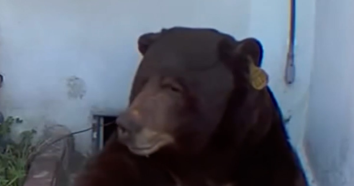 Bear takes up residence in California home’s crawlspace