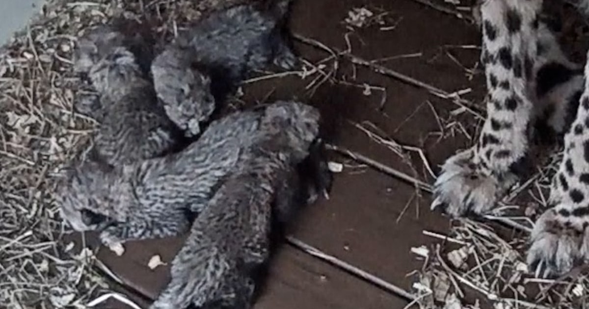 National Zoo's Cheetah Cub Cam Returns With New Babies