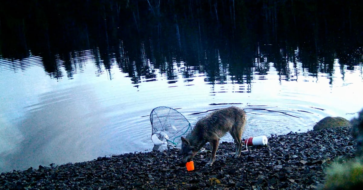 Video shows wild wolf appearing to use a tool to steal fish