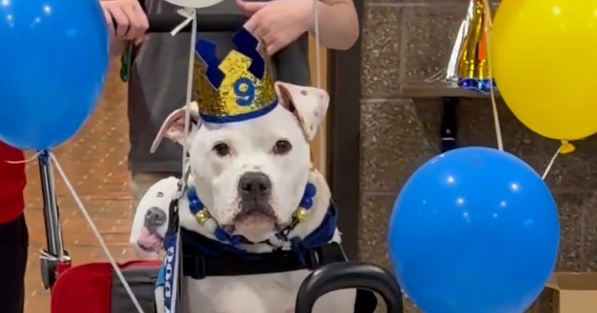Students Celebrates Deaf Therapy Dog's 9th Birthday