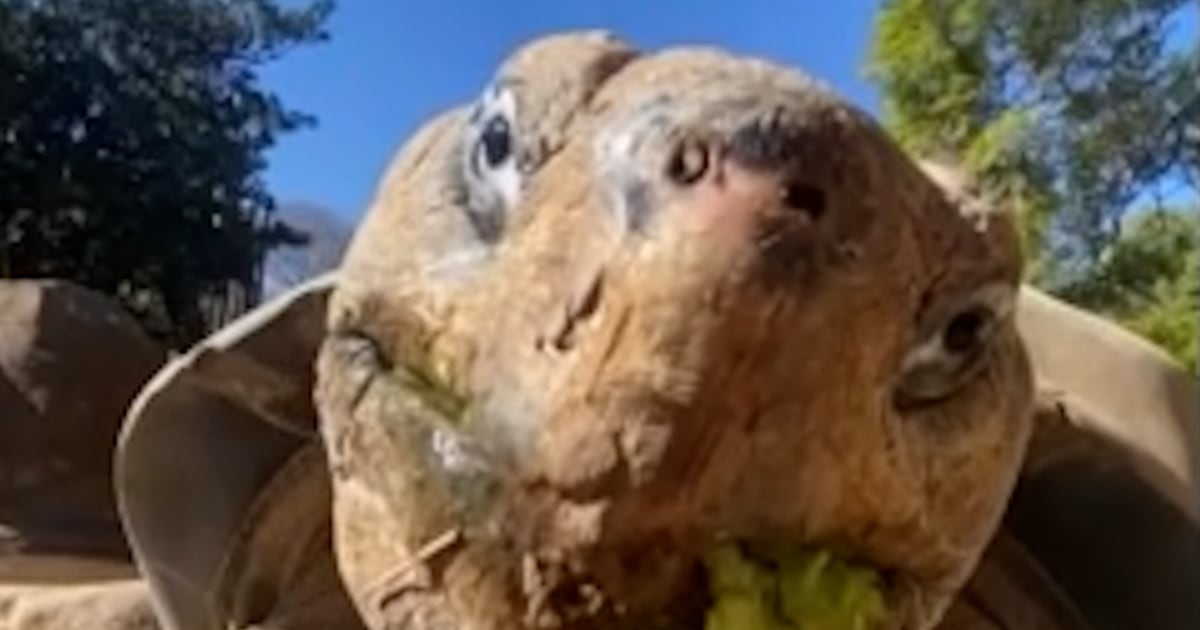 Gramma The Galápagos Tortoise Dies At Around 141