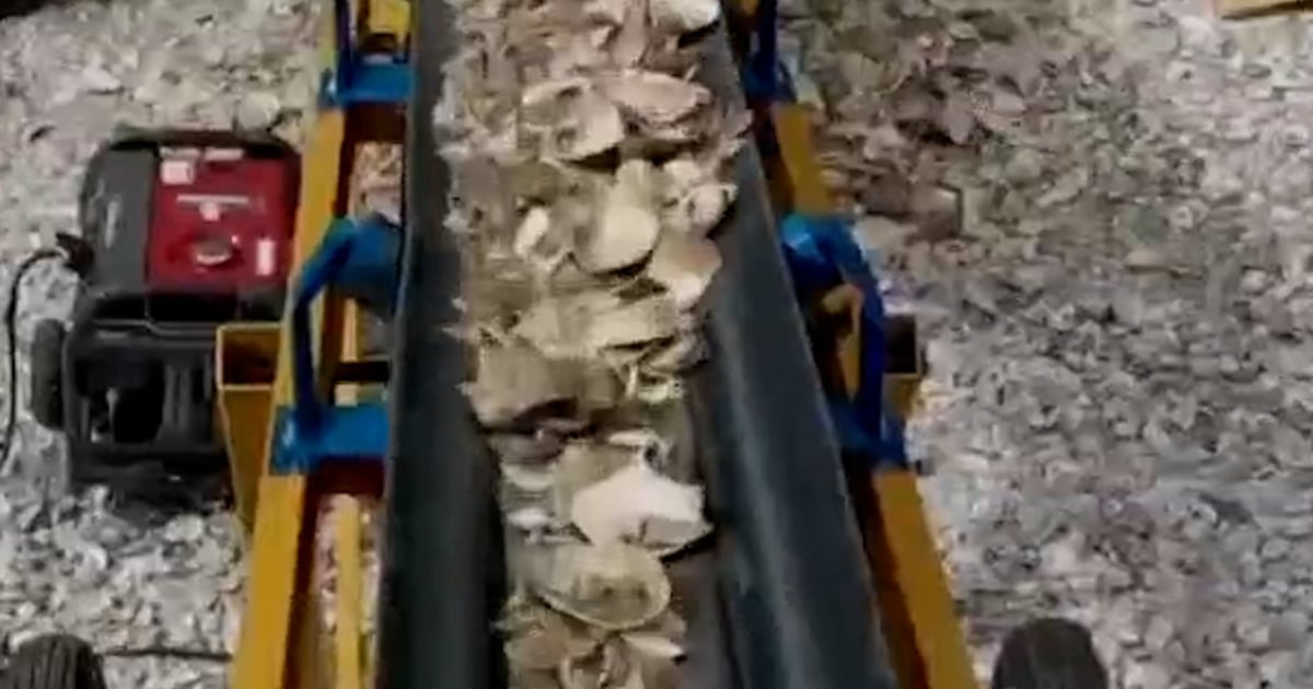 New Jersey Creates Reefs From Recycled Oyster Shells