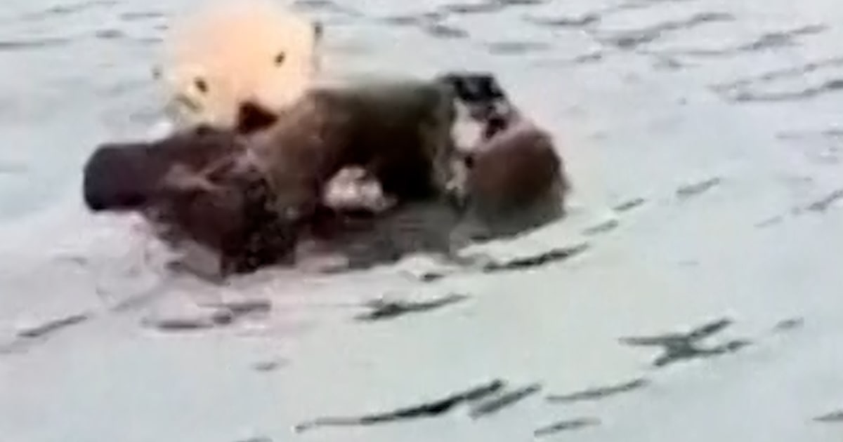 Baby Sea Otter Reunites With Mom After Long Search