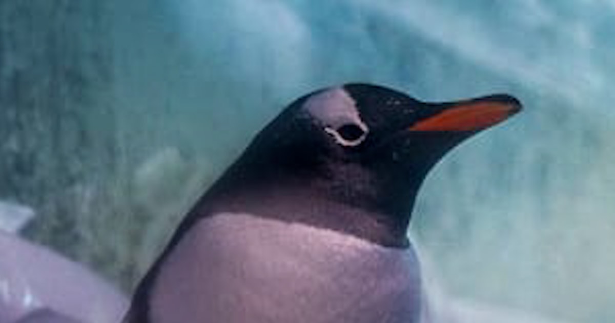 Campaign To Move Penguins 'trapped' In Basement