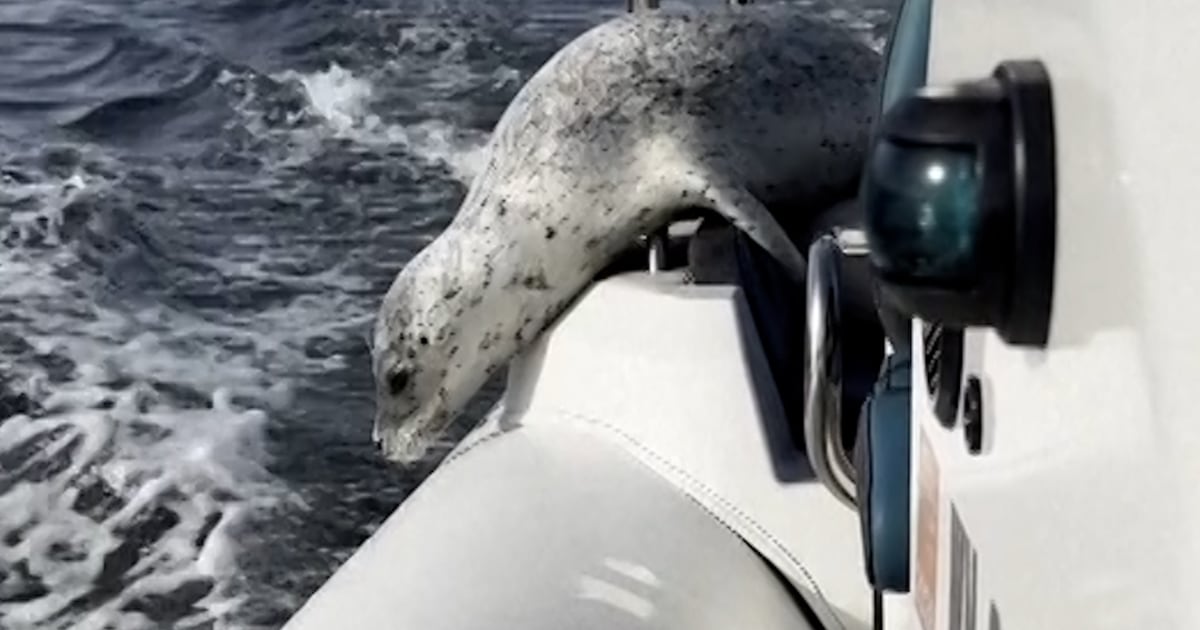 Seal Evades A Group Of Orcas By Jumping On A Boat