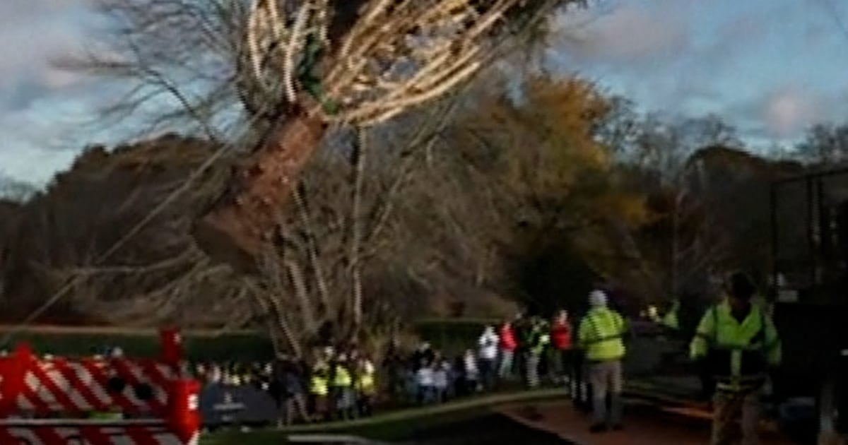 Rockefeller Center Christmas Tree Heads To Nyc - Beritaja
