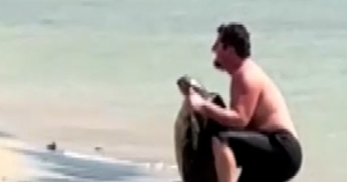 Hawaii officers examine man choosing up sea turtle