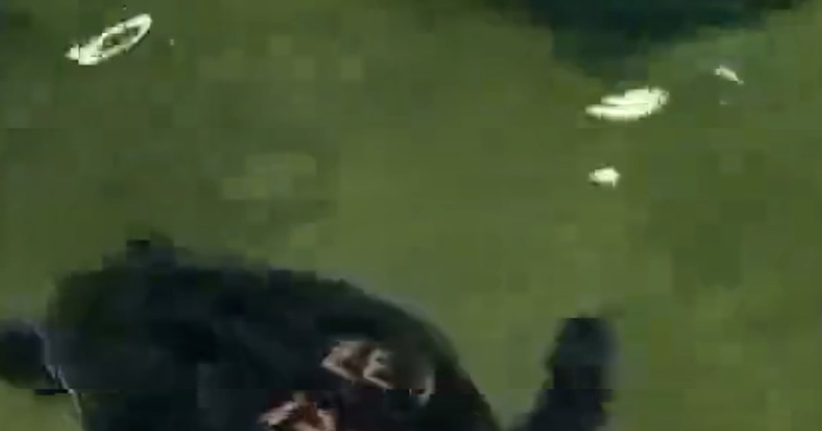 Sea Turtles Nursed Back To Health In Massachusetts