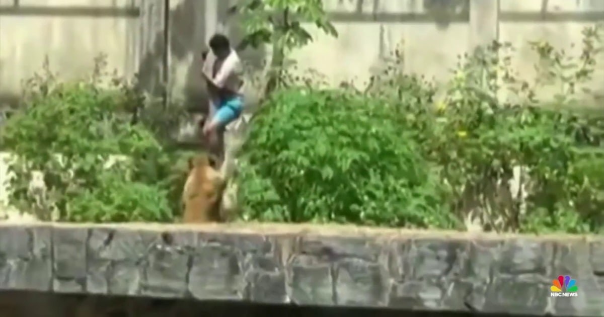 Man dead after lion mauling at Brazil zoo