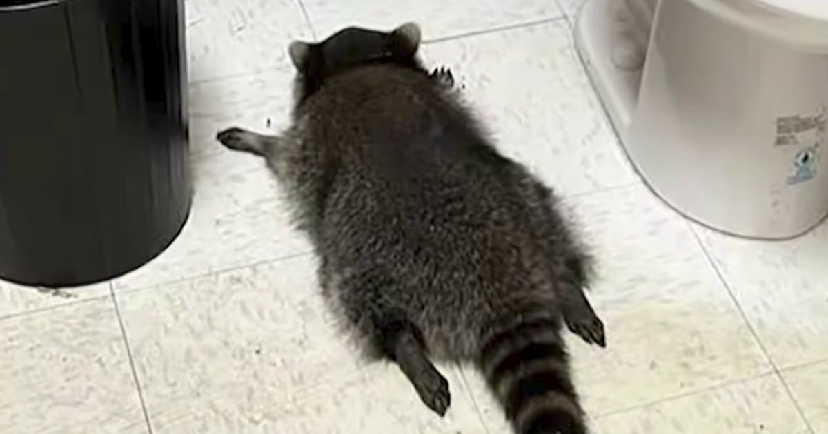 Thirsty raccoon overindulges at Virginia liquor store