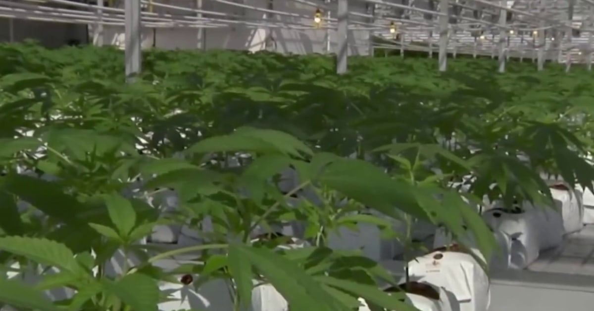 Trump expected to ease cannabis restrictions through executive order