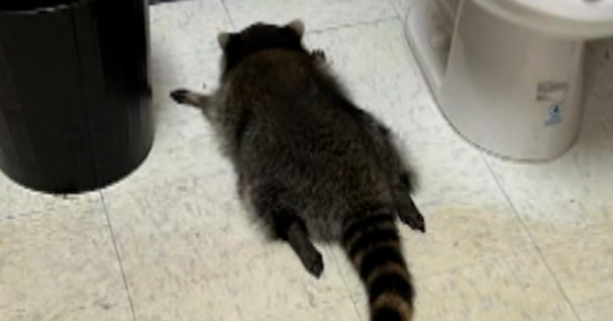 Drunk raccoon passes out in liquor store bathroom