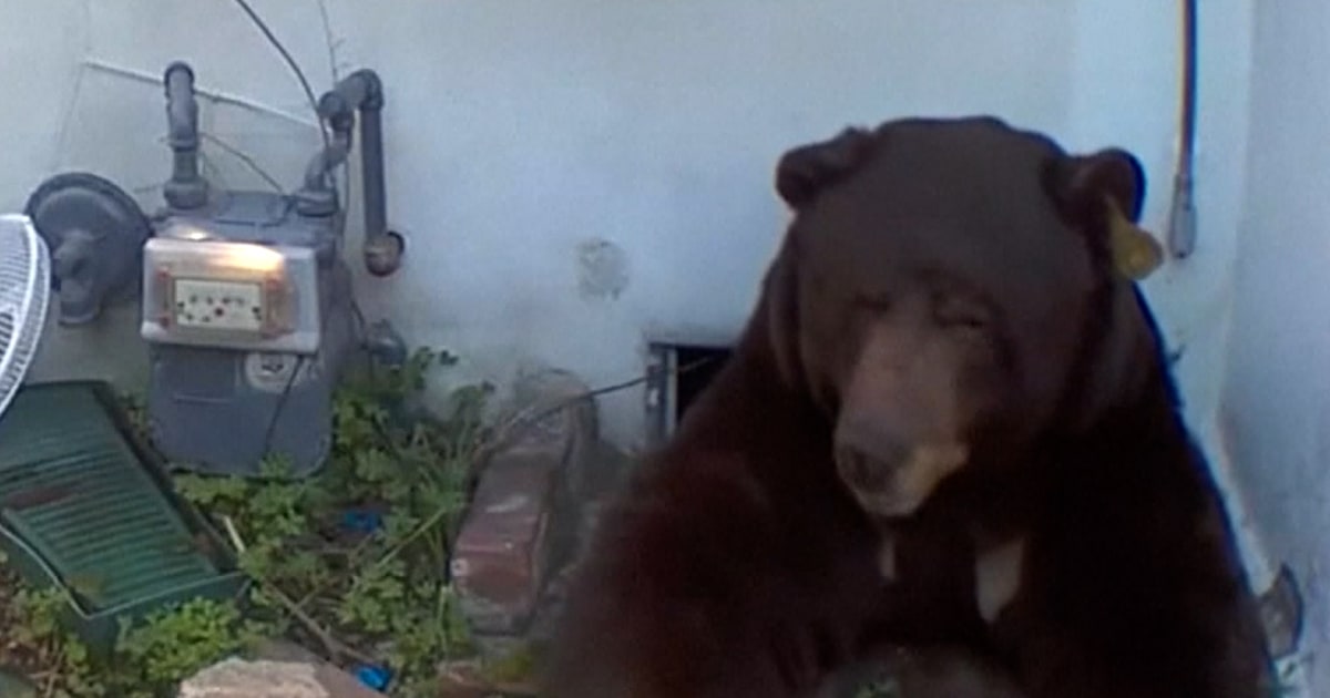 Bear living under California home shows no signs of leaving