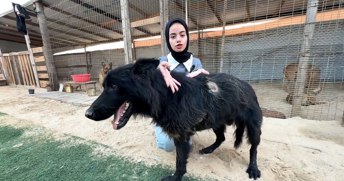Sick and wounded animals saved by Gaza rescue shelter