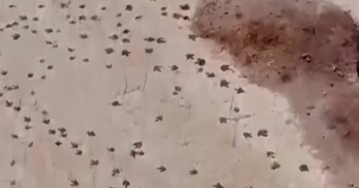 More Than 16,000 Dinosaur Tracks Documented In Bolivia - Beritaja