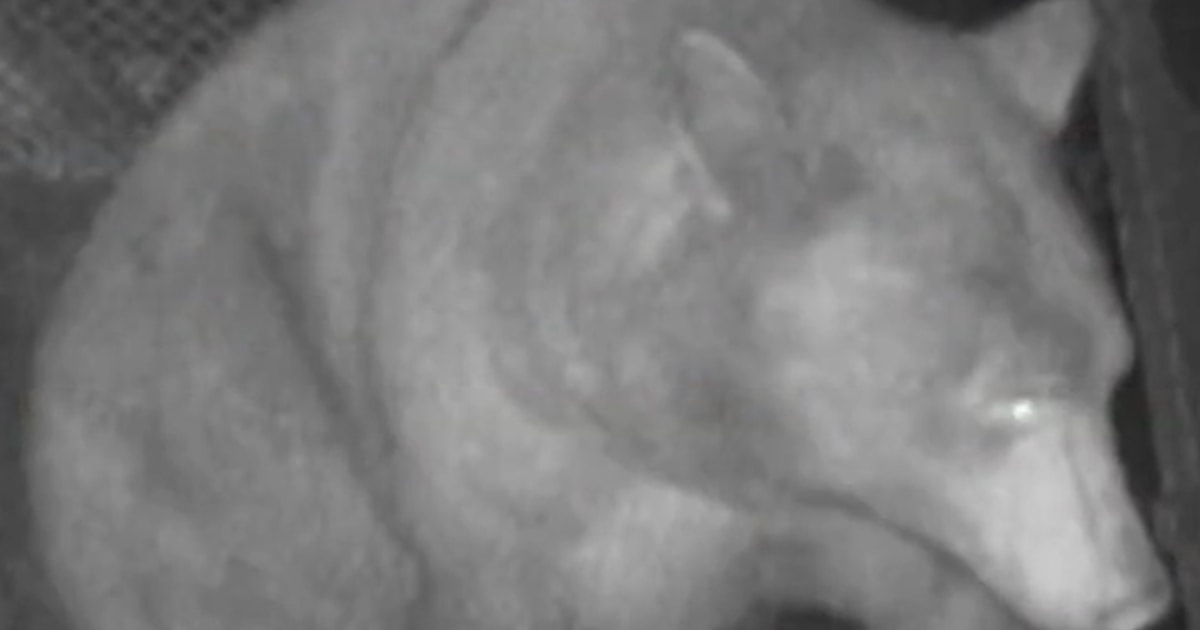 Trap captures wrong bear in California