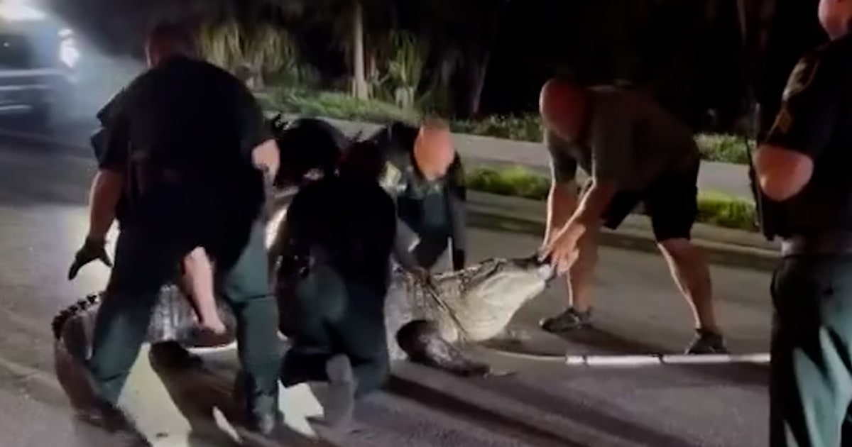 Florida deputies wrangle 14-foot alligator